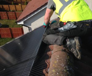 Solar Panel Bird Proofing Lanarkshire