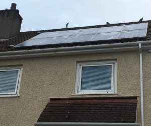 Solar Panel Bird Proofing Dunbar